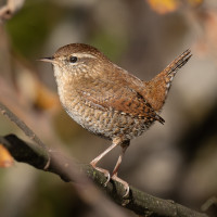 Wren